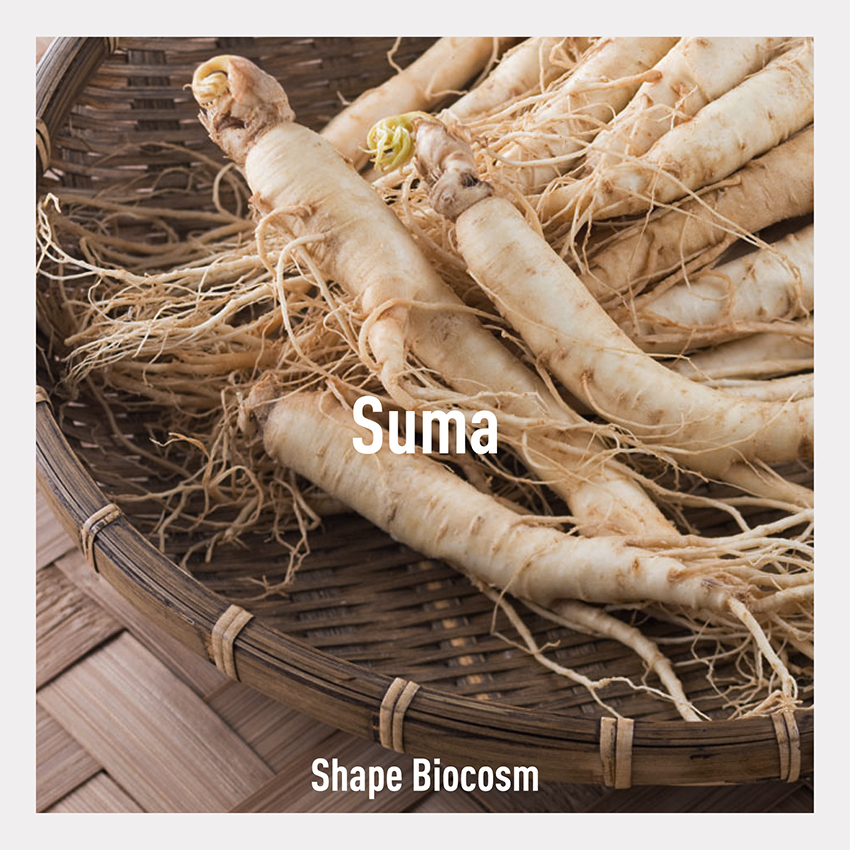 Conosci la Suma, conosciuta anche come Ginseng Brasiliano? Scopri i suoi benefici e come lo utilizziamo nella nostra linea Shape