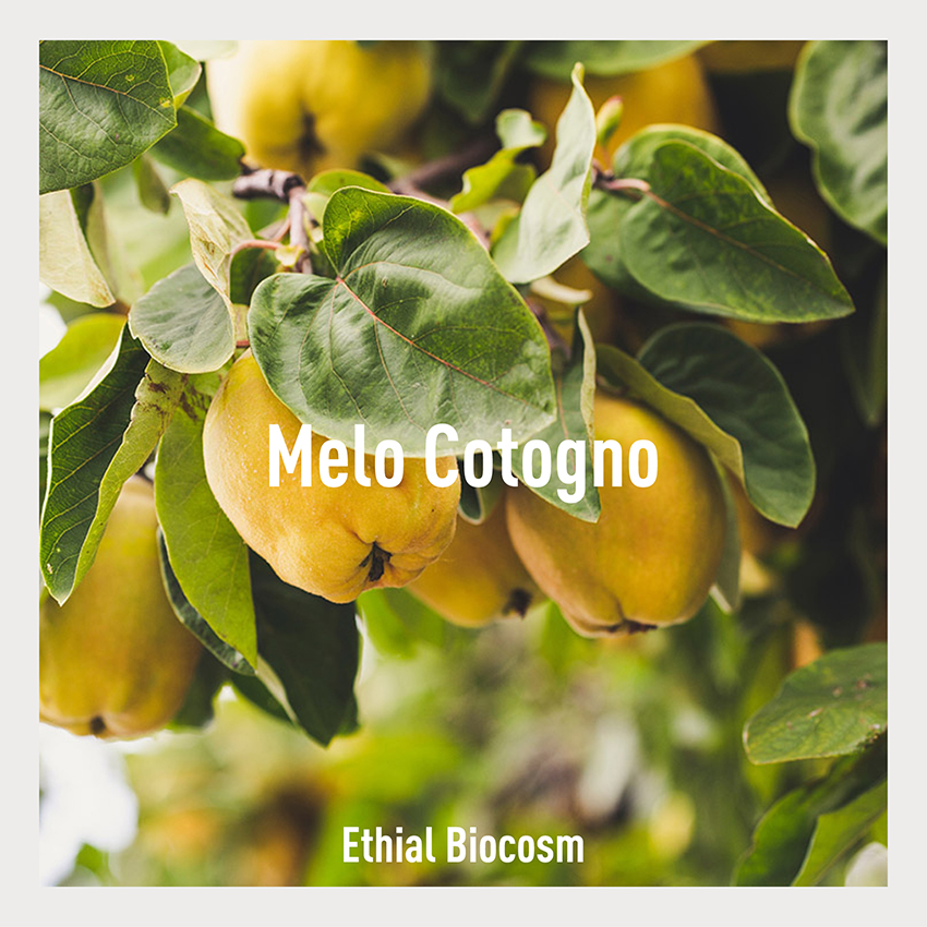 Conosci il Melo Cotogno? Scopri i suoi benefici e come lo utilizziamo nella nostra linea Ethial. Biocosm Natural Elements.